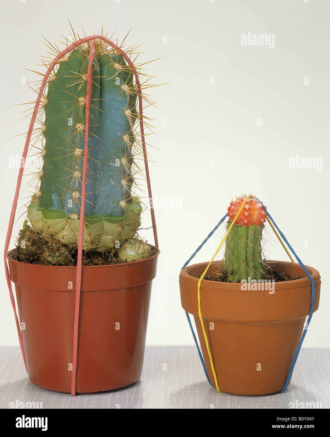 two cacti Stock Photo