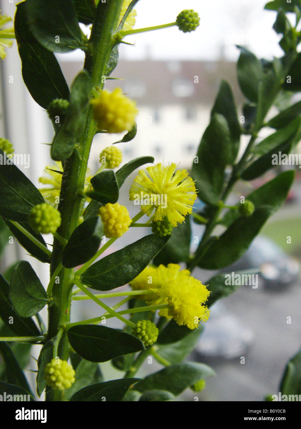 Kangaroo thorn, Prickly Wattle, Paradox Acacia (Acacia paradoxa, Acacia armata), blooming on a windowsill Stock Photo