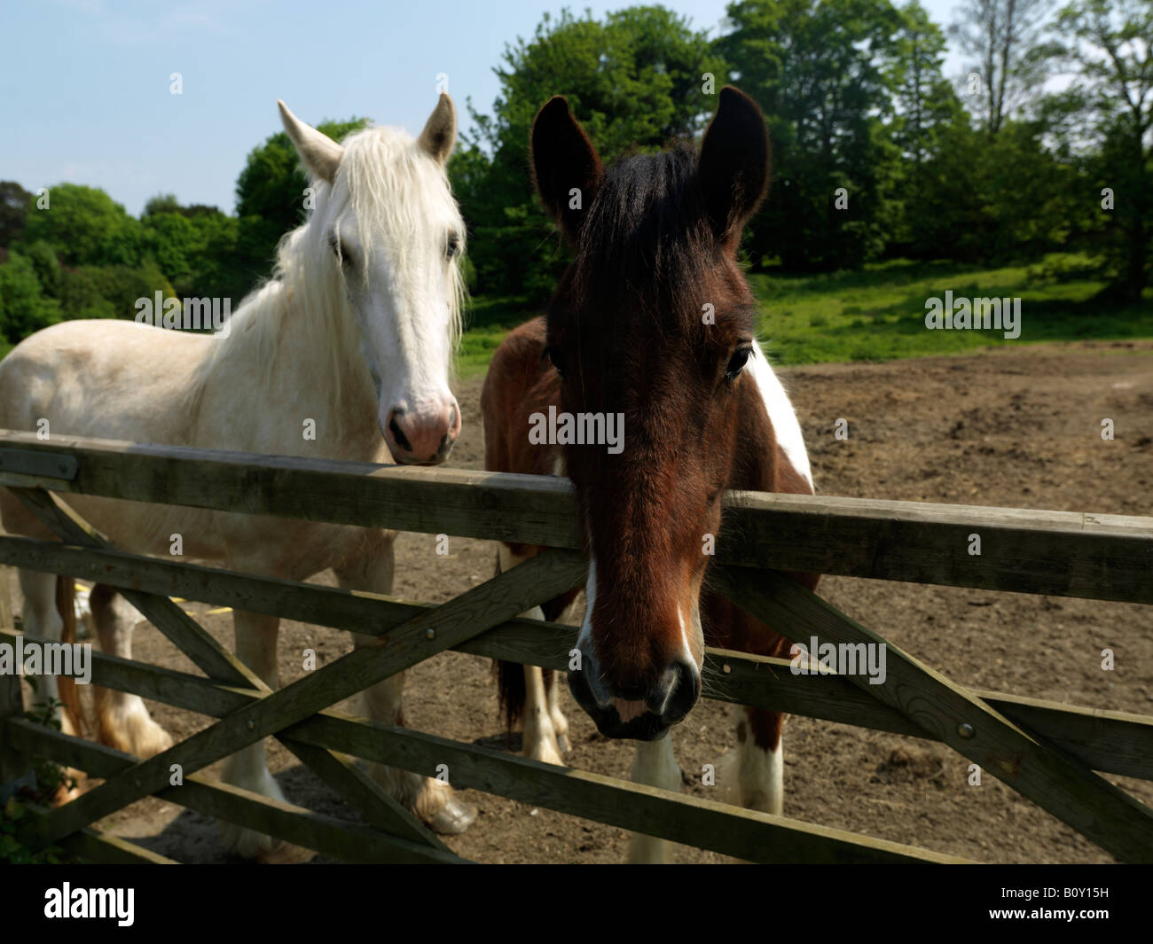 Horses Reigate Surrey England Stock Photo