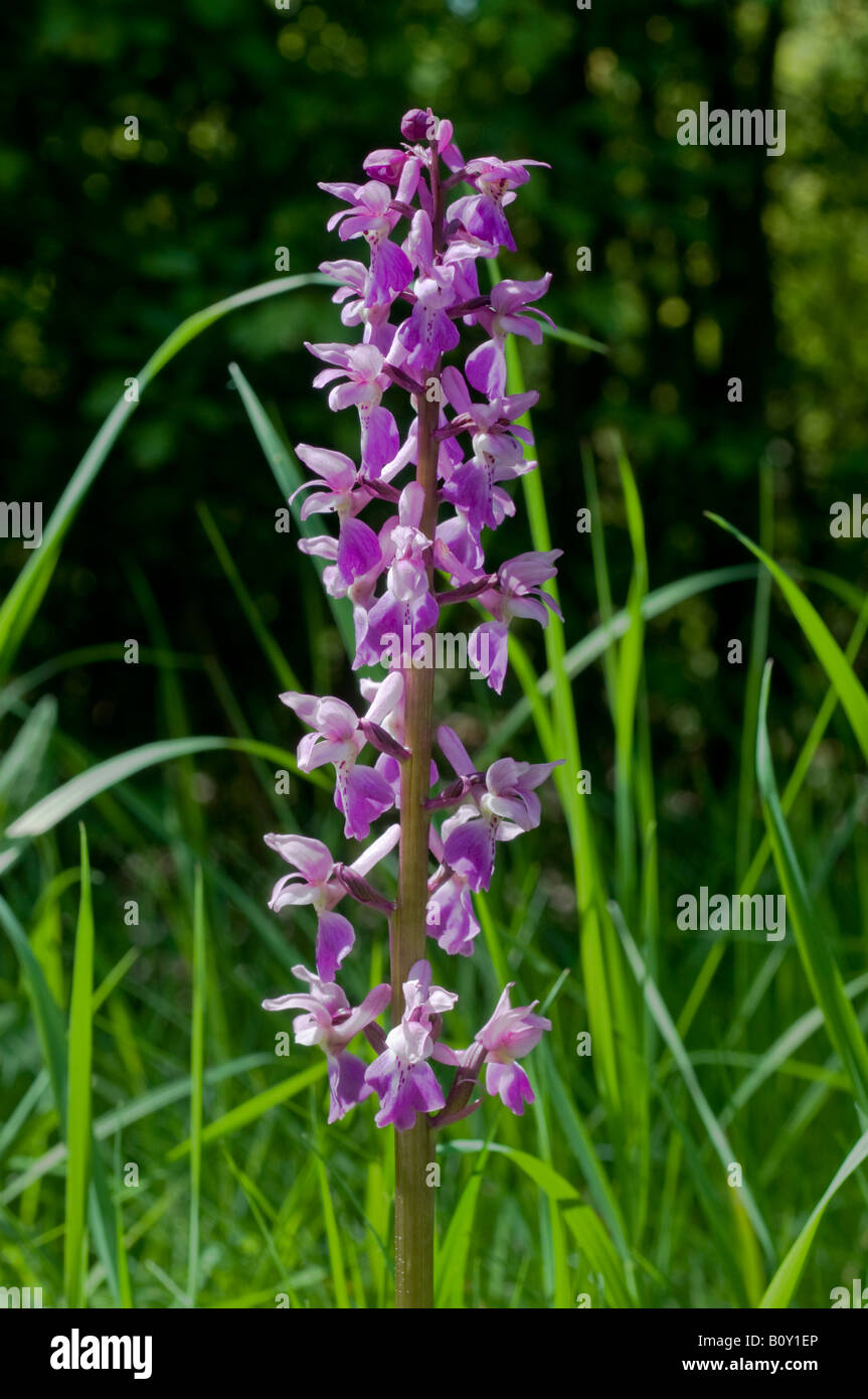 LooseFlowered Orchid Orchis laxiflora, France Stock Photo Alamy