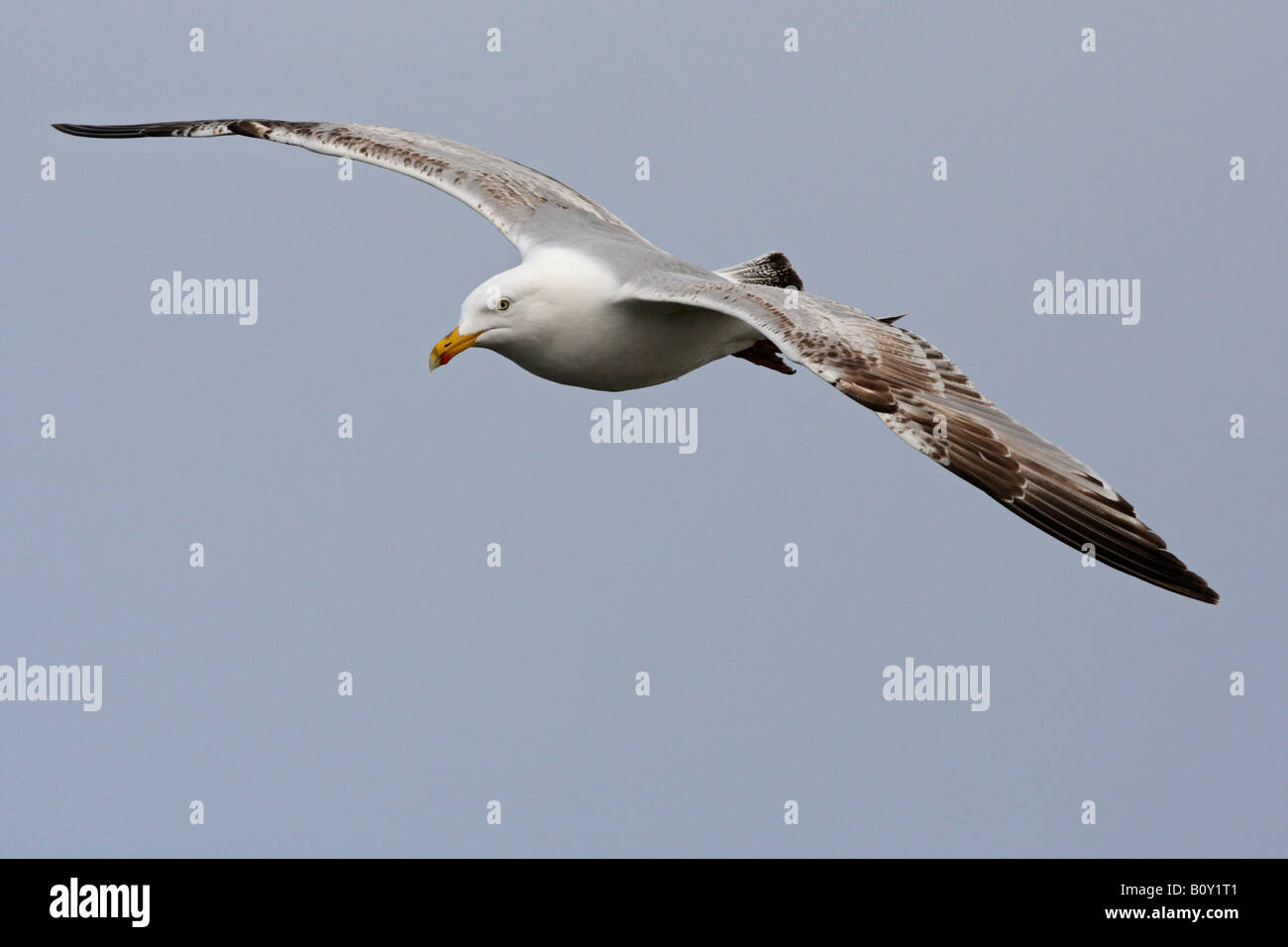 Juvenile Herring gull Larus argentatus in flight Bempton Cliffs