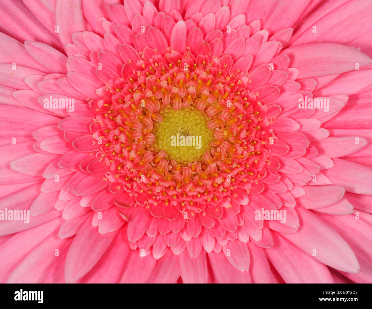 Pink Gerbera Flower Center Stock Photo Alamy