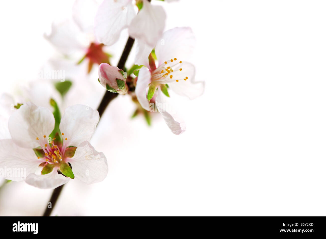 Macro of pink cherry blossoms isolated on white background Stock Photo ...