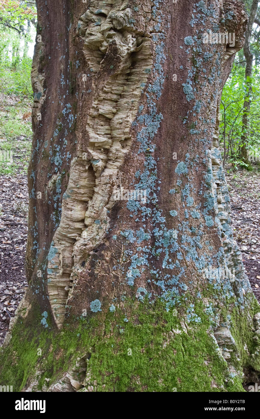 cork oak Stock Photo