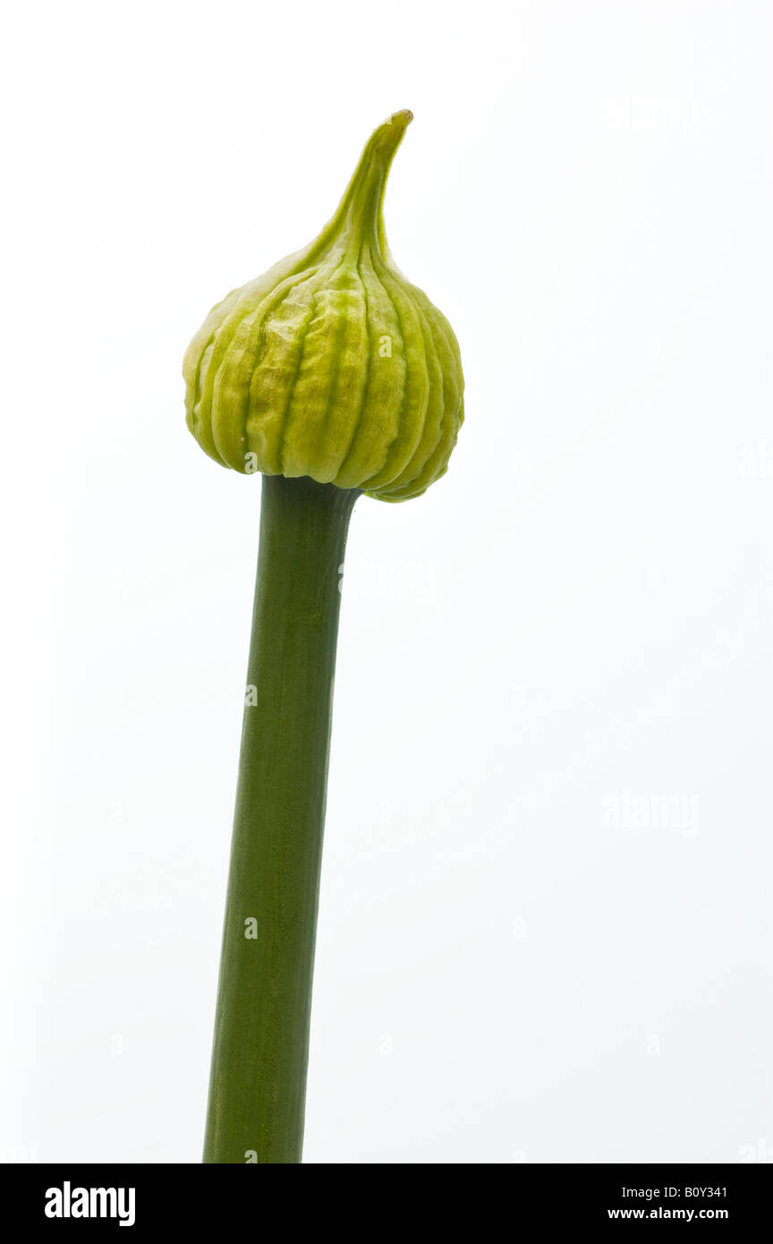 Onion flower bud hires stock photography and images Alamy
