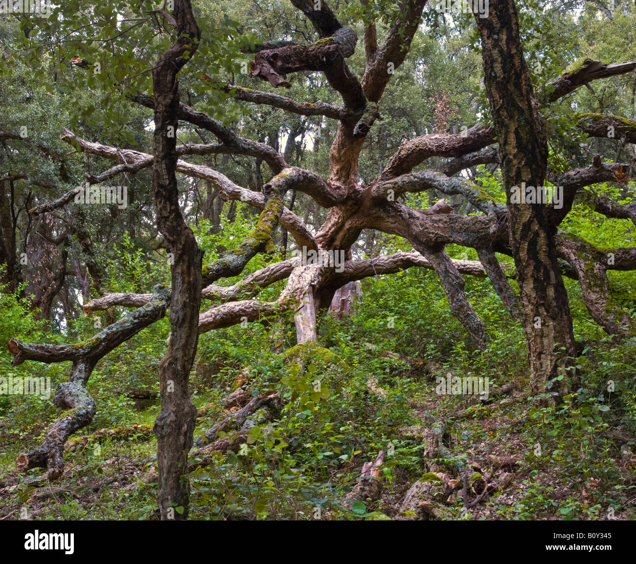 fallen branches and trunks of cork oak Stock Photo