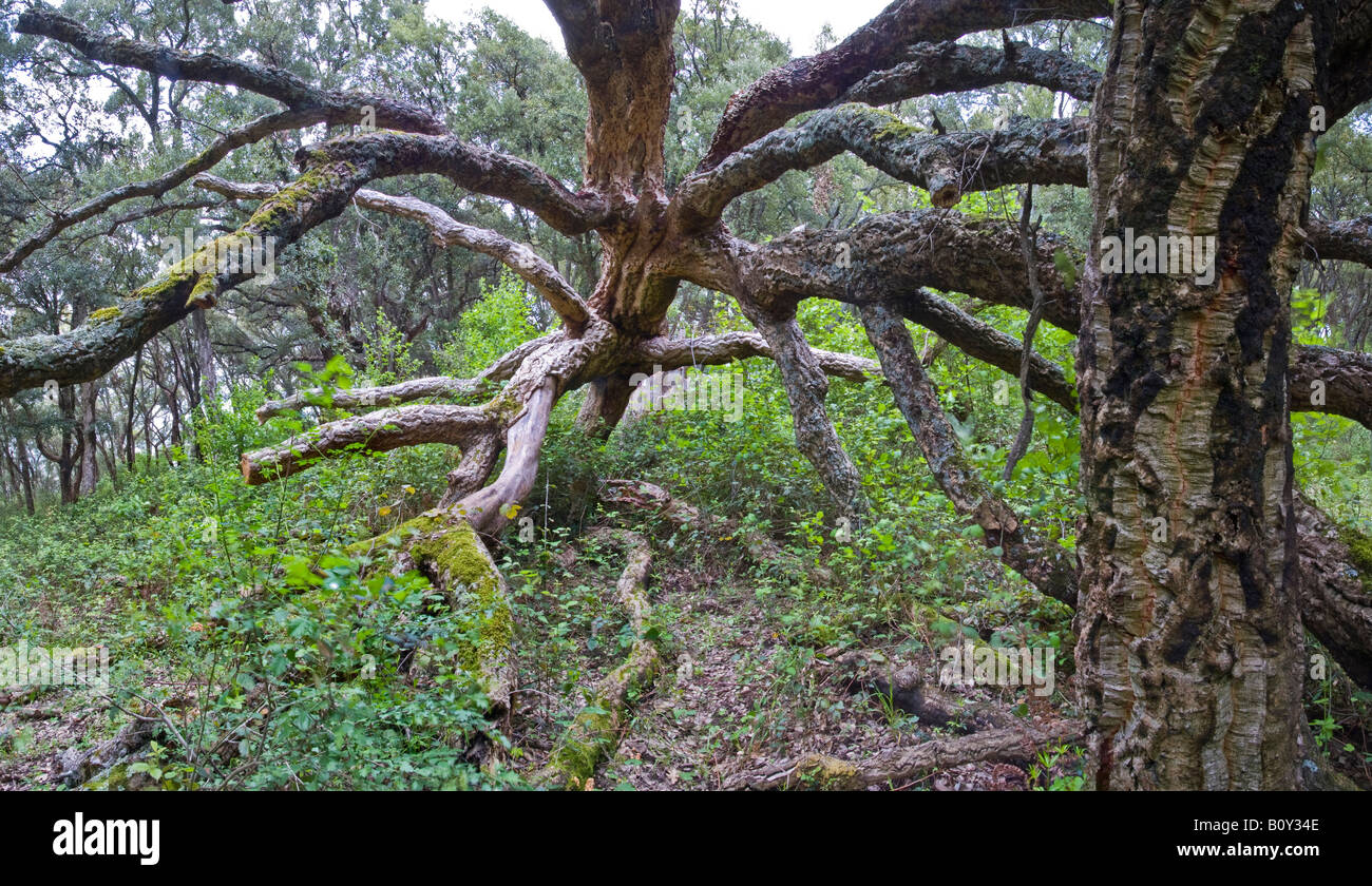 fallen branches and trunk of cork oak Stock Photo