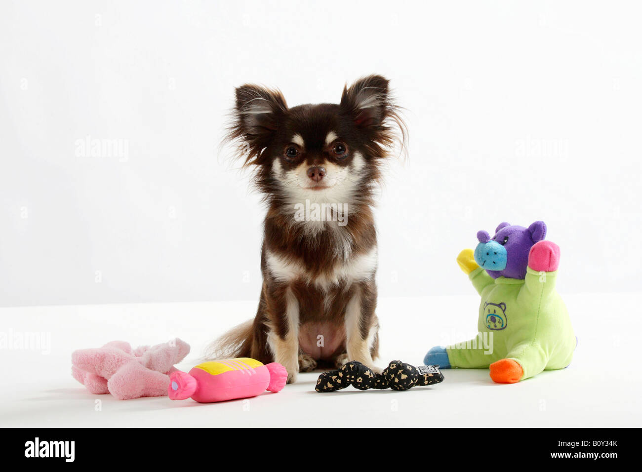 Chihuahua longhaired several kinds of toy Stock Photo
