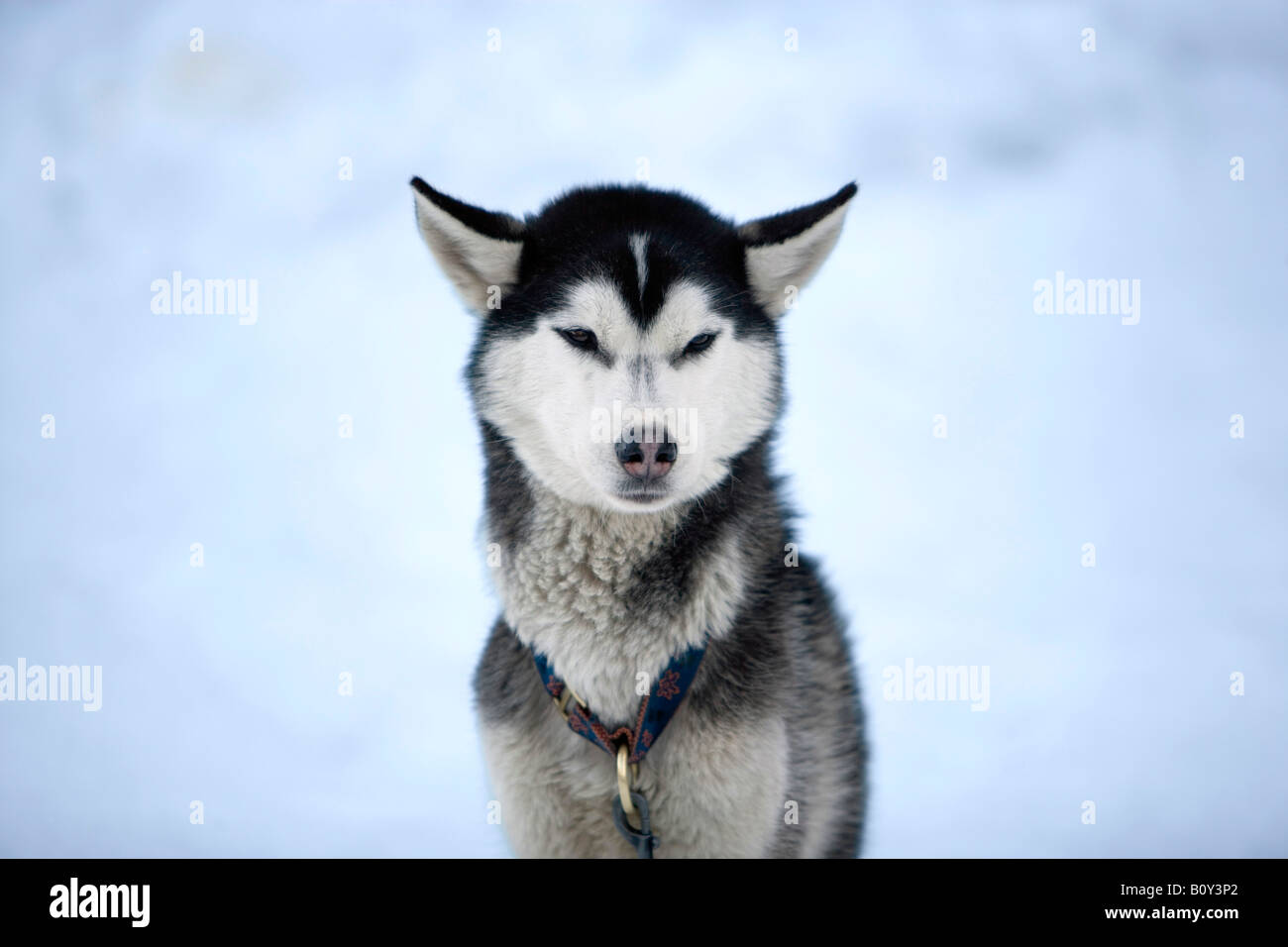 Siberian husky, portrait Stock Photo