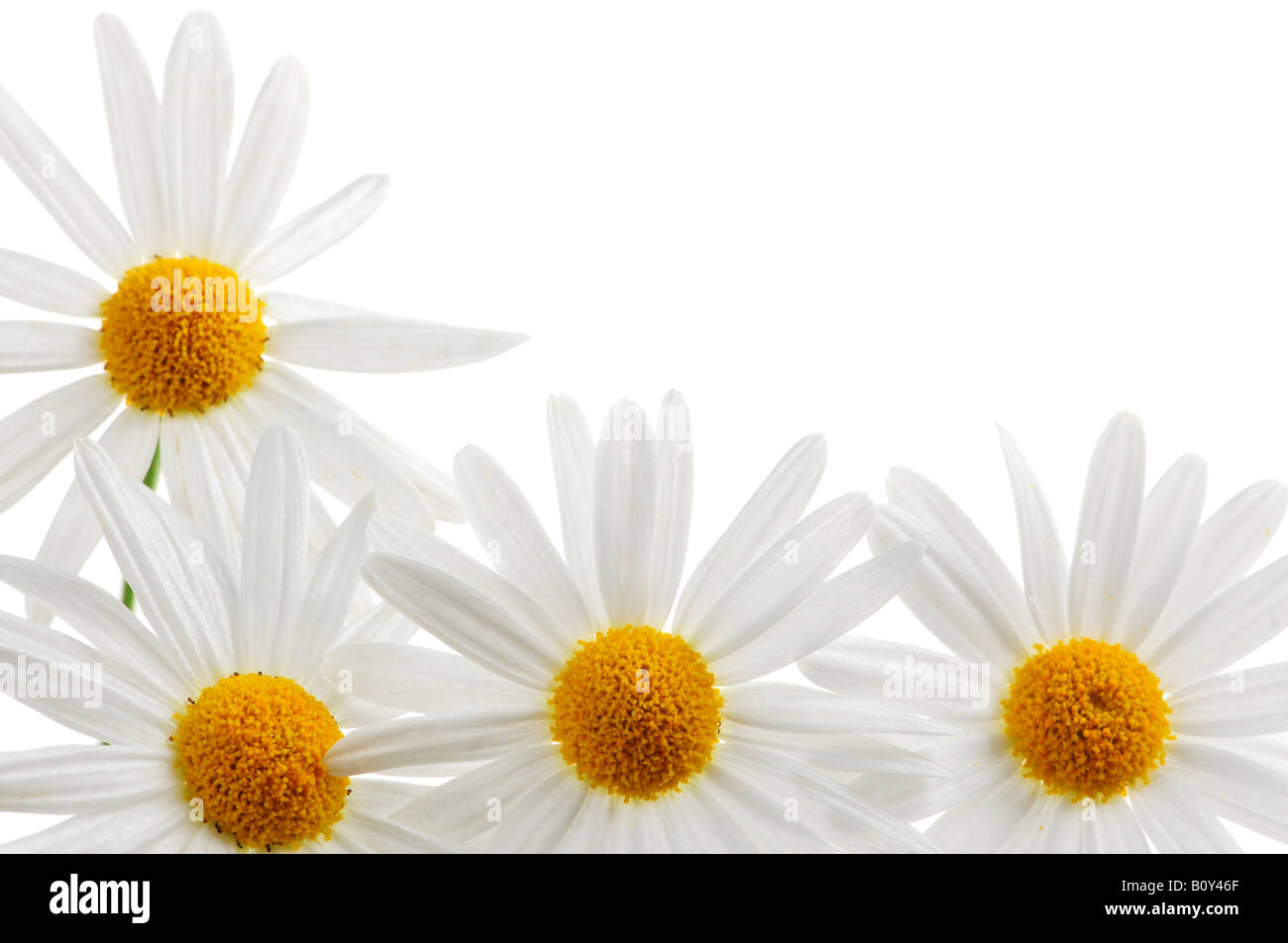Daisy flowers isolated on white background Stock Photo - Alamy