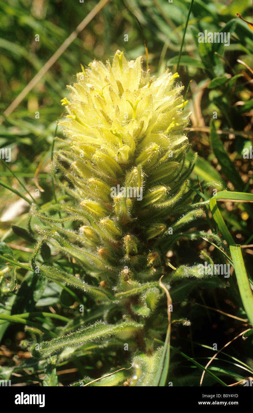 milk-vetch / Astragalus centralpinus Stock Photo
