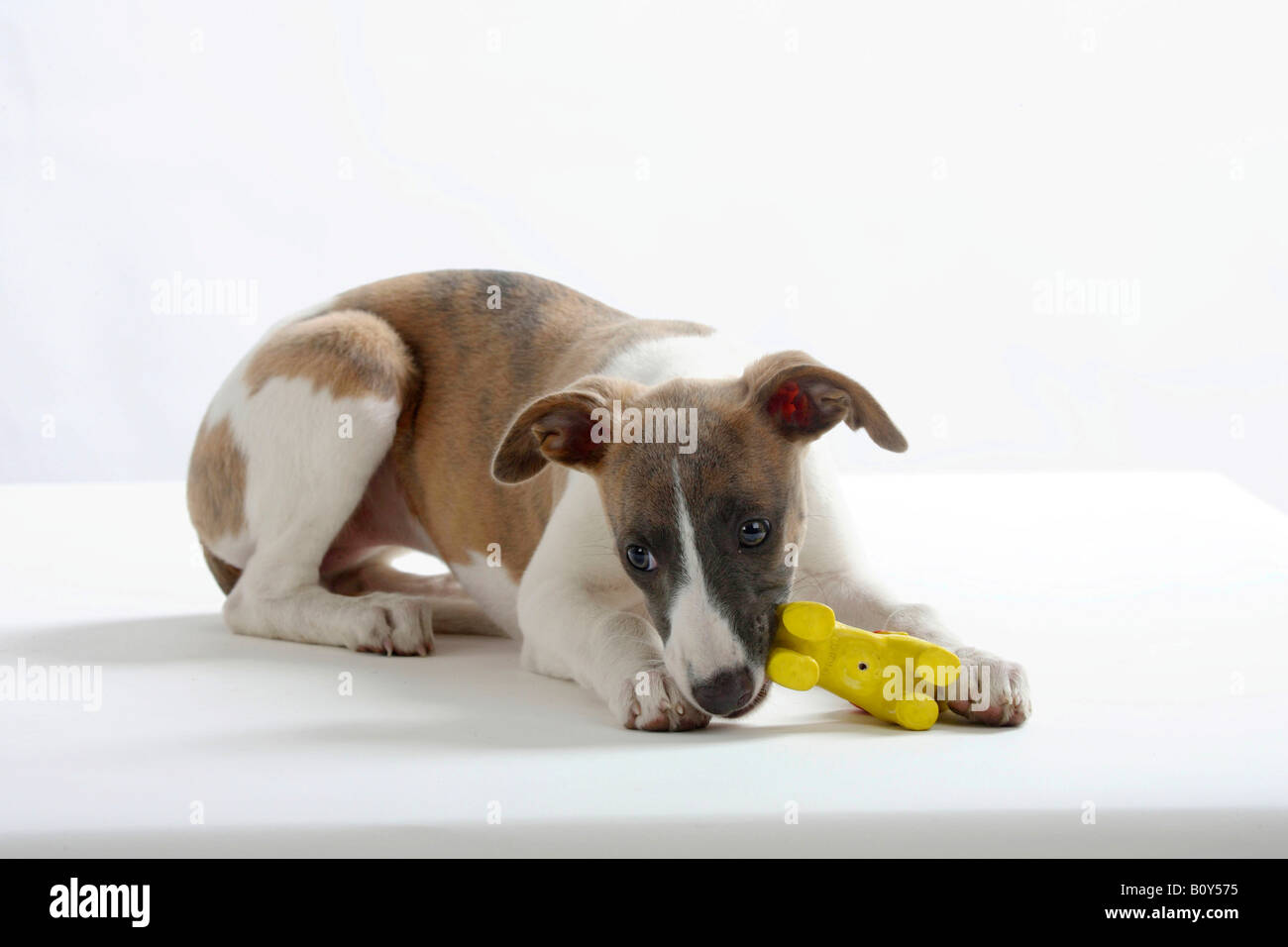 Whippet puppy 11 weeks with toy Stock Photo Alamy