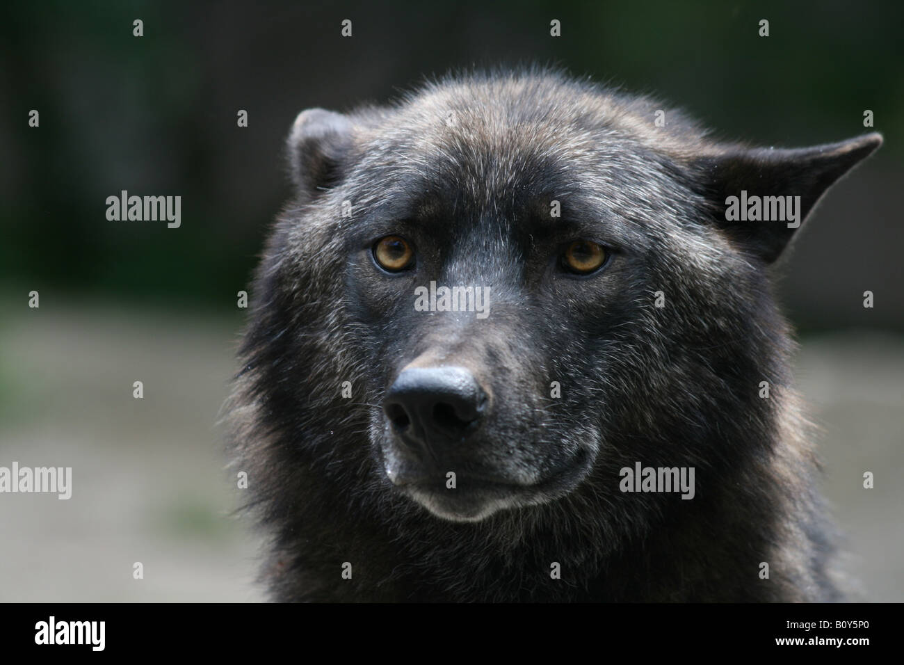 black Mackenzie Valley Wolf or Alaskan Timber Wolf - Canis lupus occidentalis Stock Photo