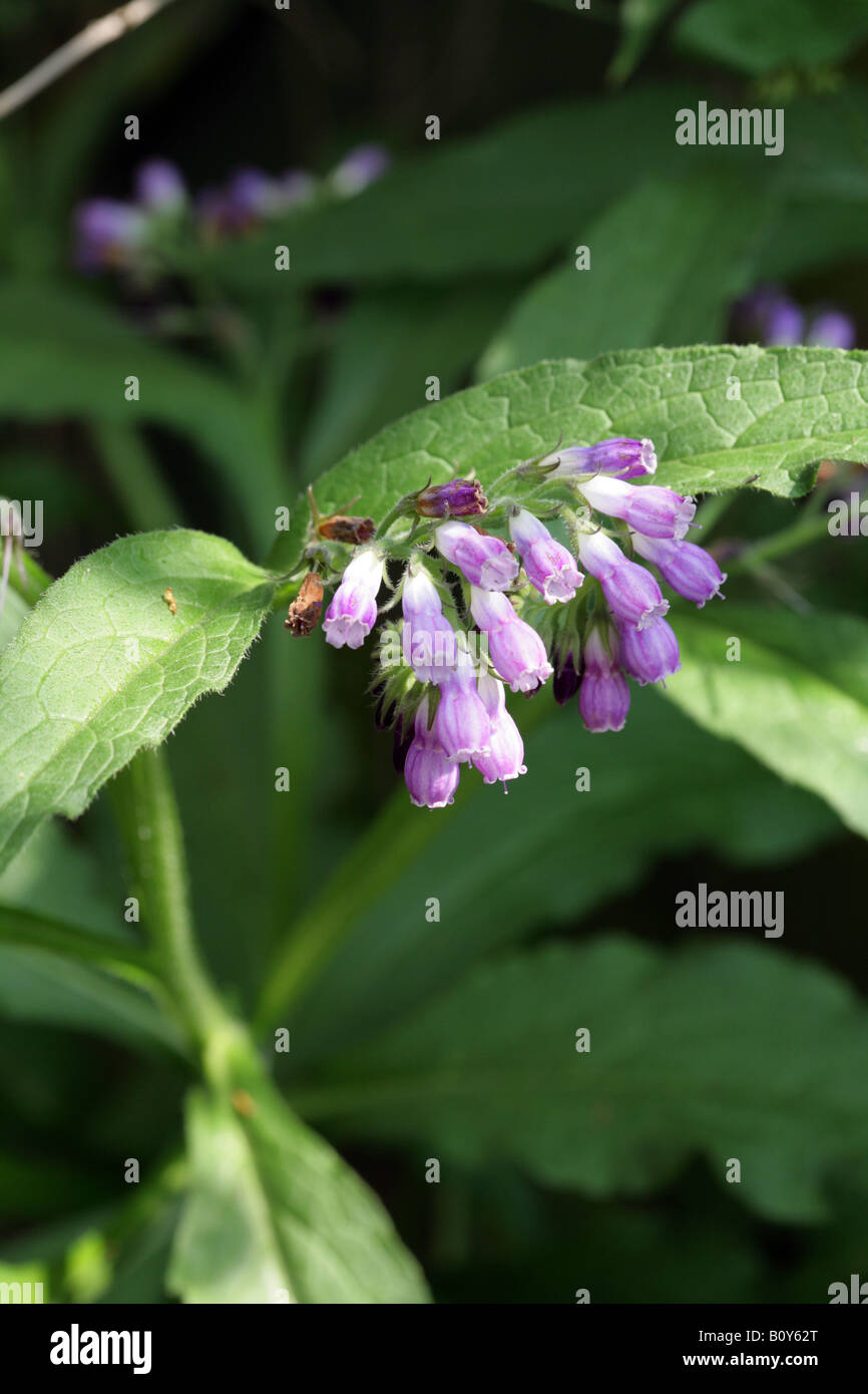 Comfrey, Symphytum officinale, growing in a Cheshire garden, England Stock Photo