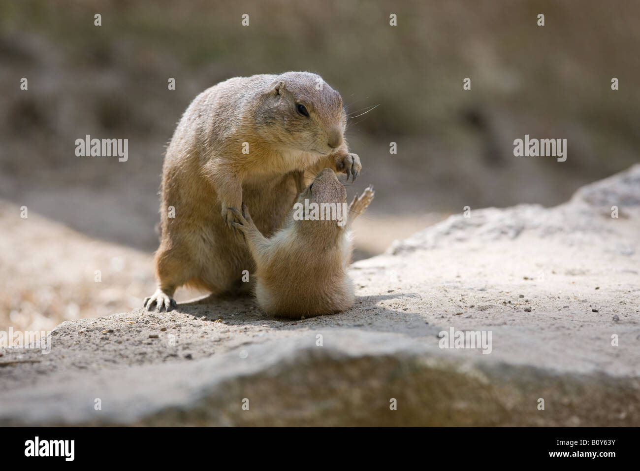 two black tailed Prairie dogs having a little fight - Cynomys ludovicianus Stock Photo