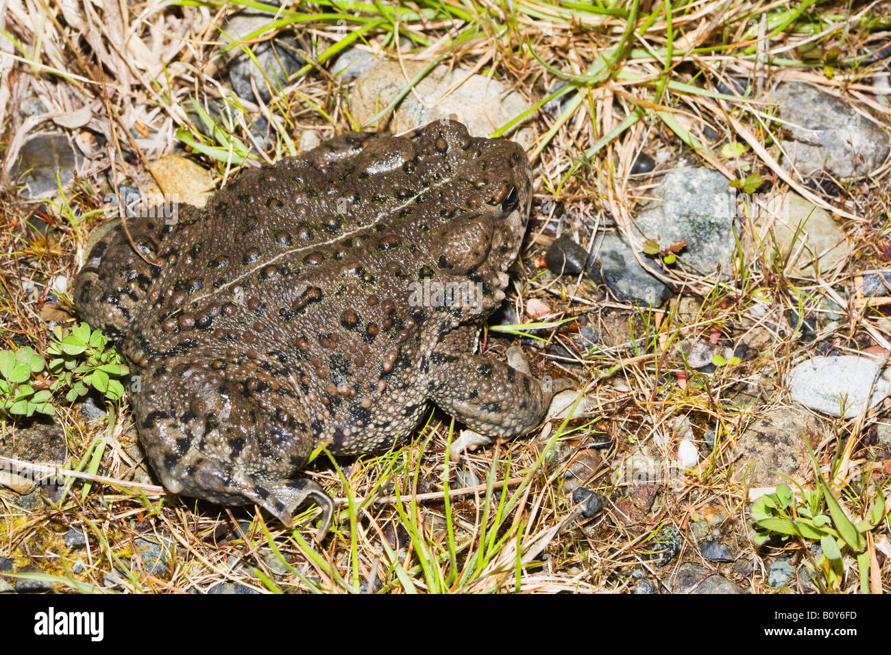 Western toad Bufo boreas Northern California USA Stock Photo