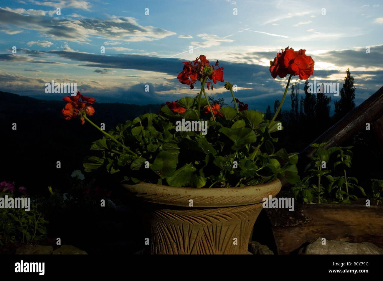 Geranium flower italy hi-res stock photography and images - Alamy