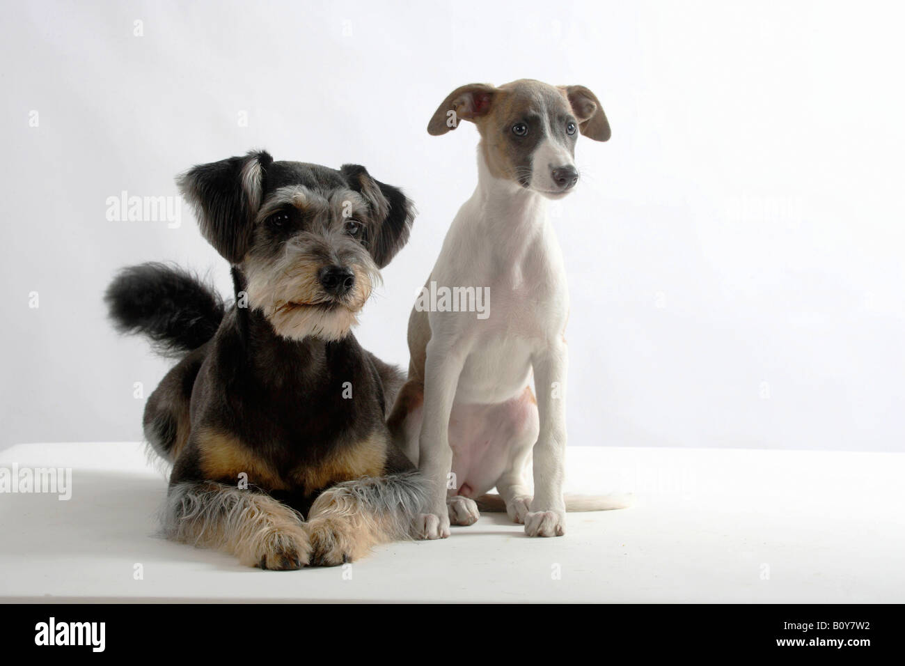 whippet mix puppies