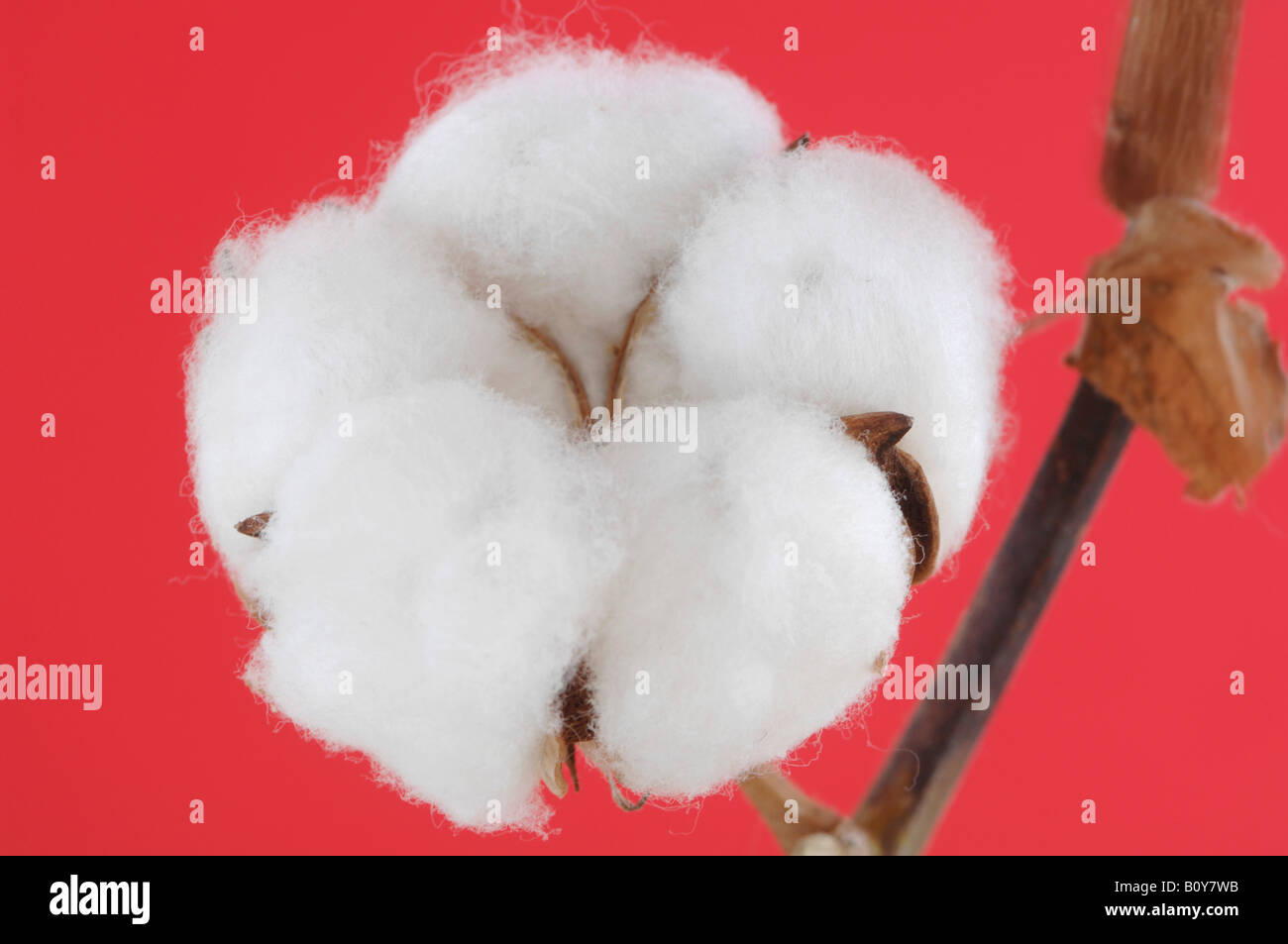 Cotton boll close up hi-res stock photography and images - Alamy