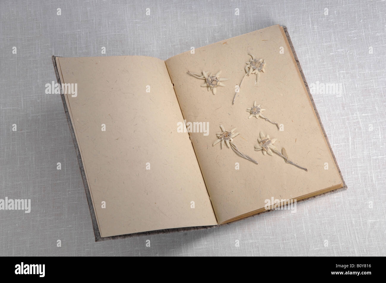 Edelweiss flowers (Leontopodium alpinum) in book, elevated view Stock Photo