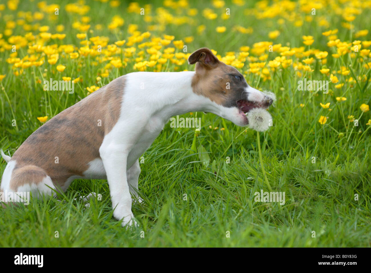 Whippet puppy 11 weeks biting in seedhead of Dandelion Stock Photo