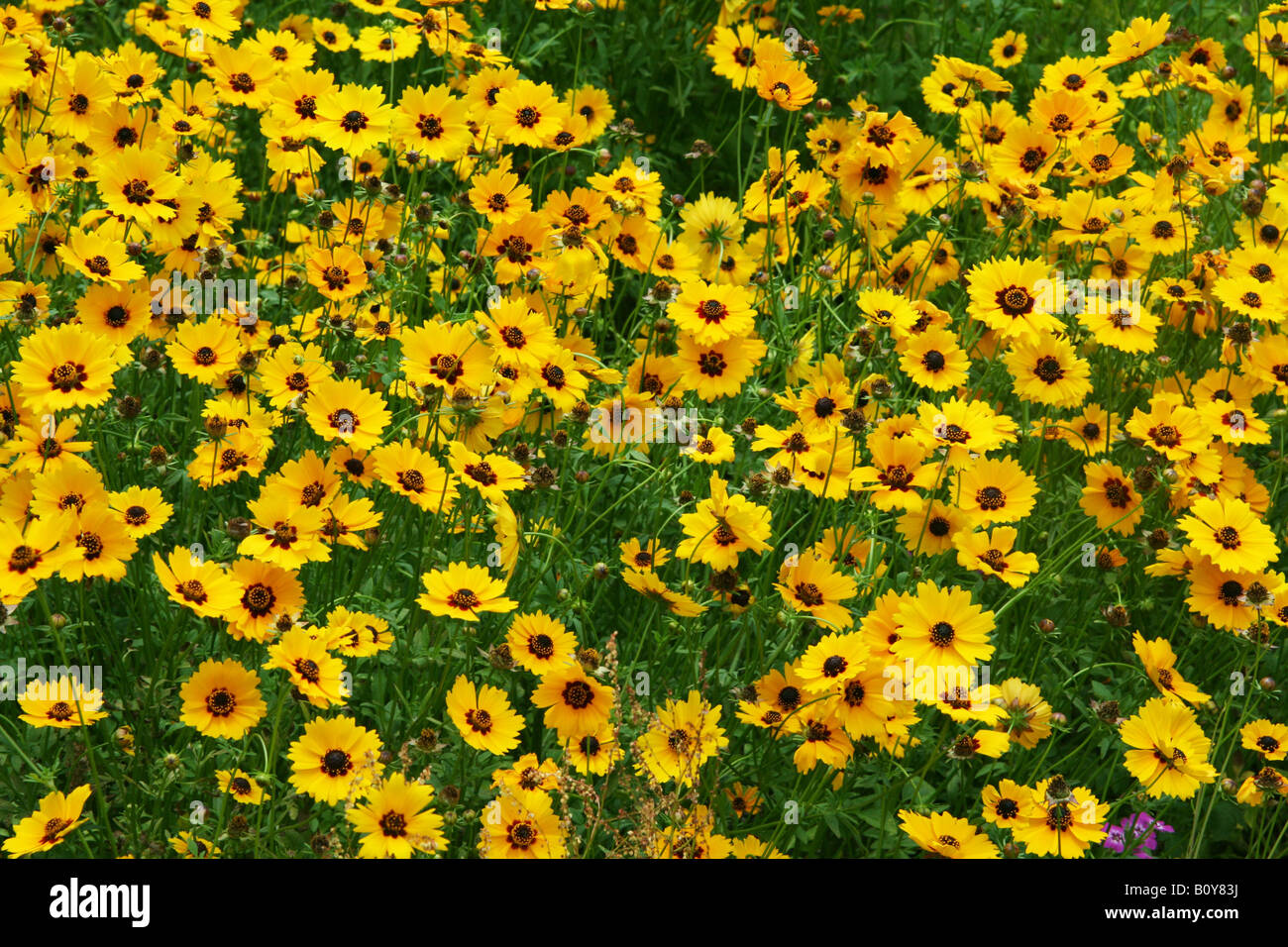 Coreopsis Flowers Southeast United States Stock Photo