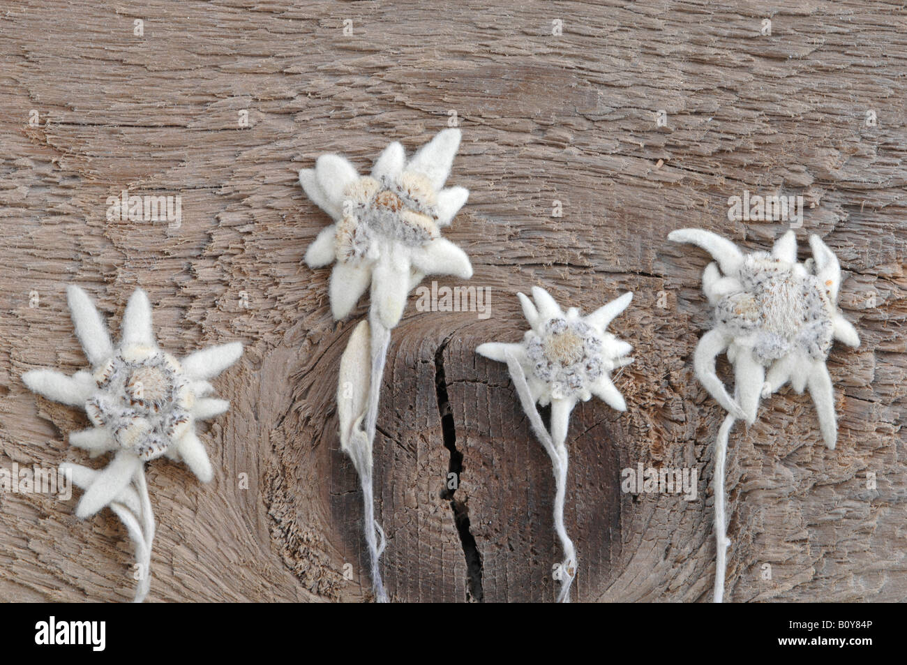 Edelweiss flowers (Leontopodium alpinum) Stock Photo