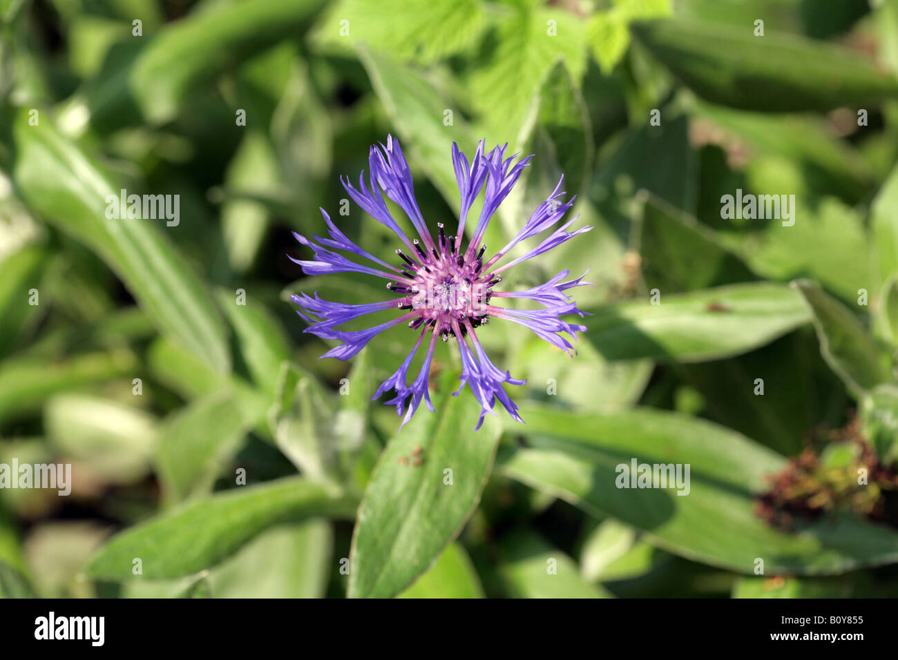 Cornflower, Centaurea cyanus, growing in a Cheshire Garden, England