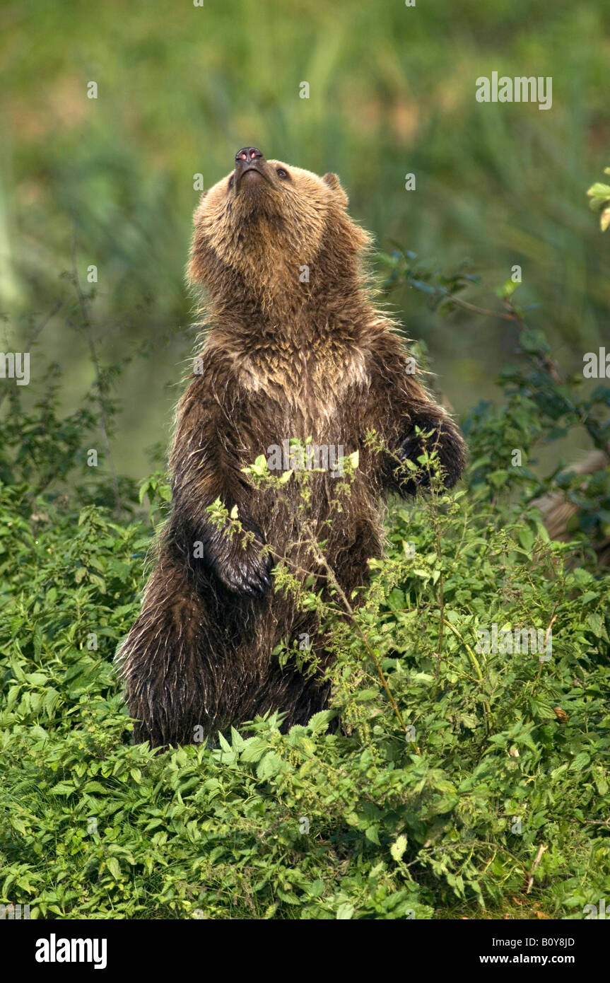 European Brown bear (Ursus arctos) Stock Photo