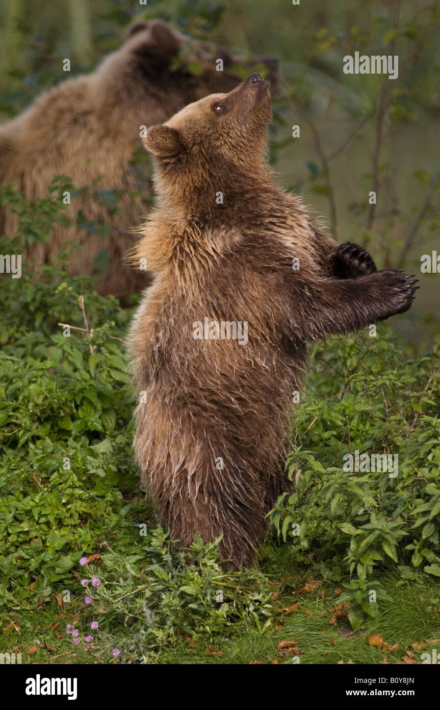 European Brown bear (Ursus arctos Stock Photo - Alamy