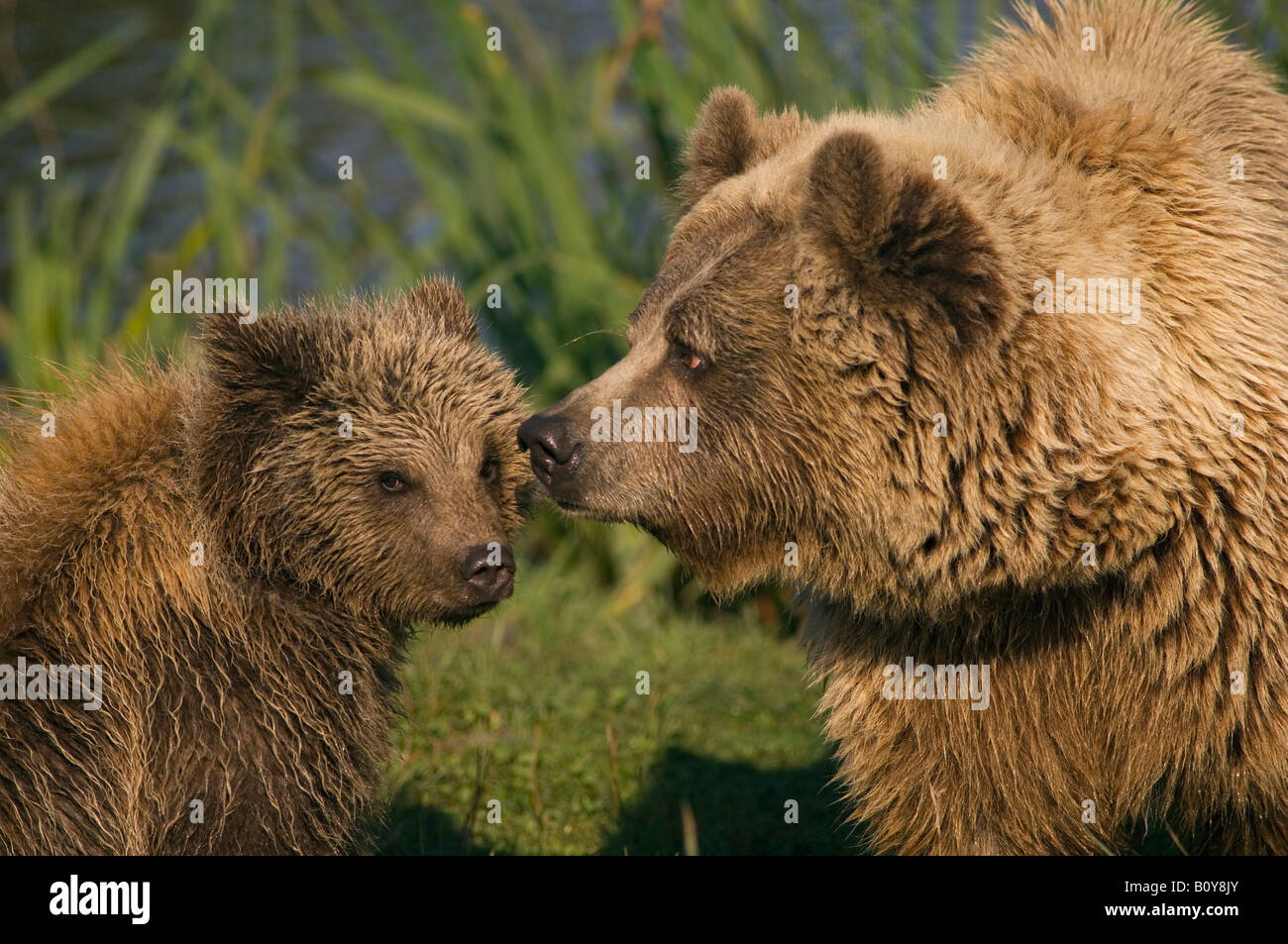Brown bear with cub (Ursus arctos Stock Photo - Alamy