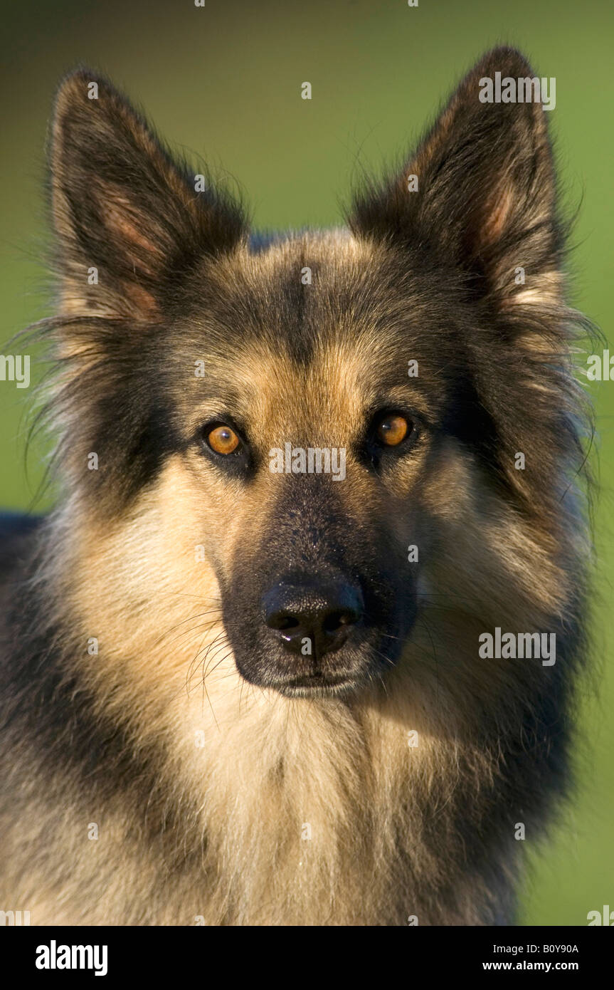 German Shepherd (Alsatian) close-up Stock Photo