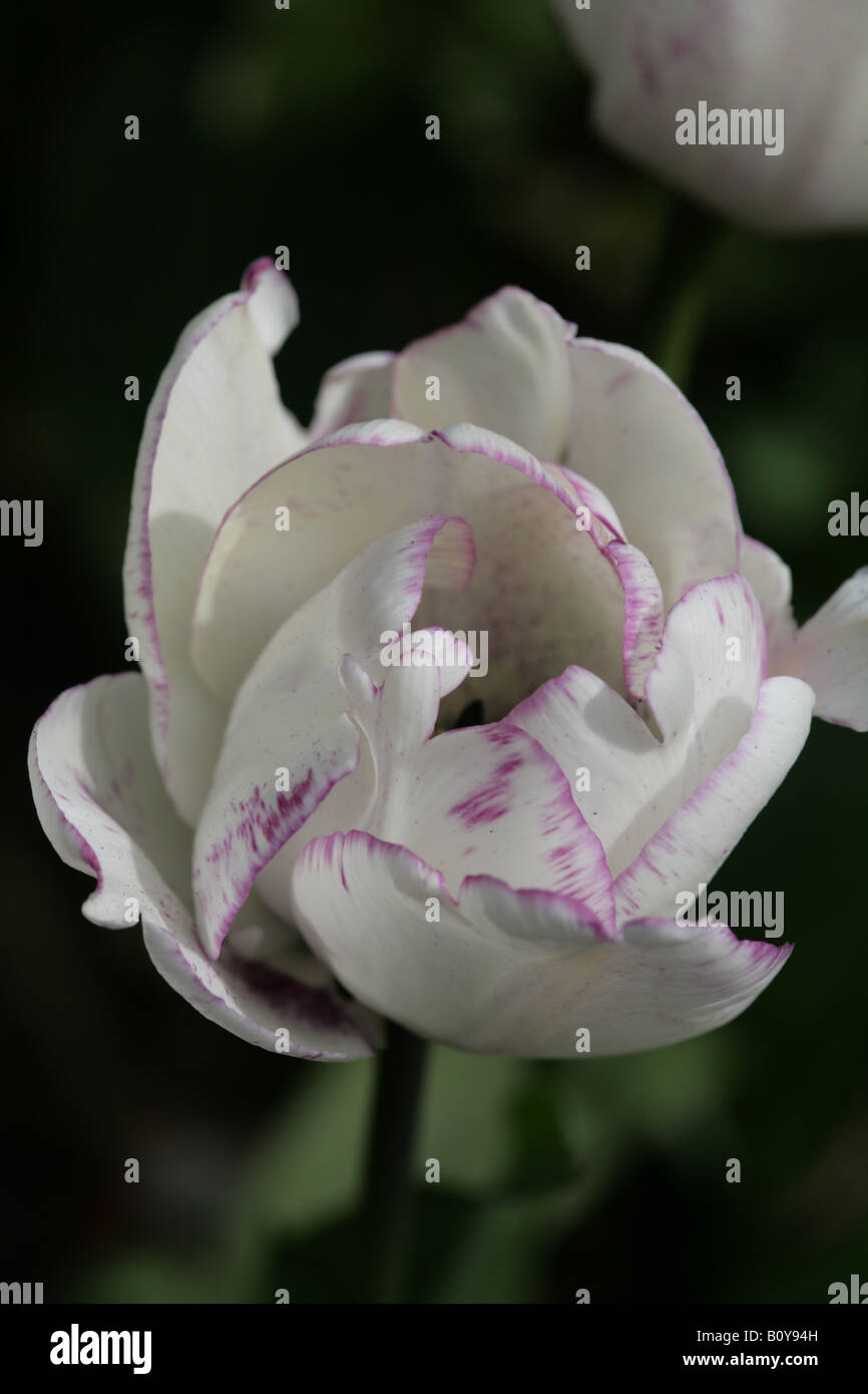 Head tulip hi-res stock photography and images - Alamy