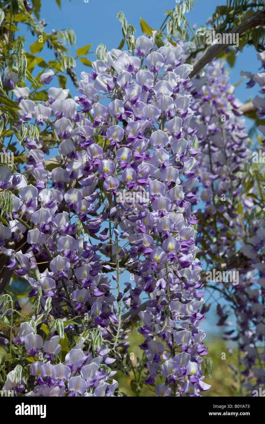 WISTERIA FLORIBUNDA 'DOMINO', JAPANESE WISTERIA Stock Photo - Alamy