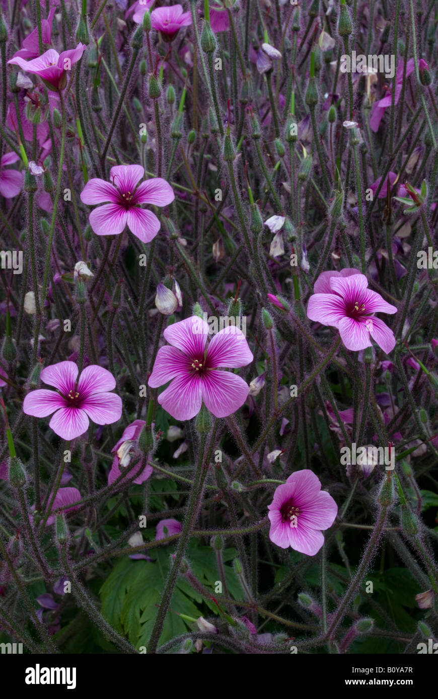 Geranium maderense Giant Herb Robert Madeira Cranesbill Stock Photo - Alamy