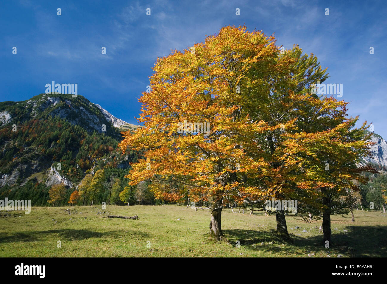 Austria Ahornboden Autumnal Maple Tree Stock Photo Alamy austria-ahornboden-autumnal-maple-tree-stock-photo-alamy