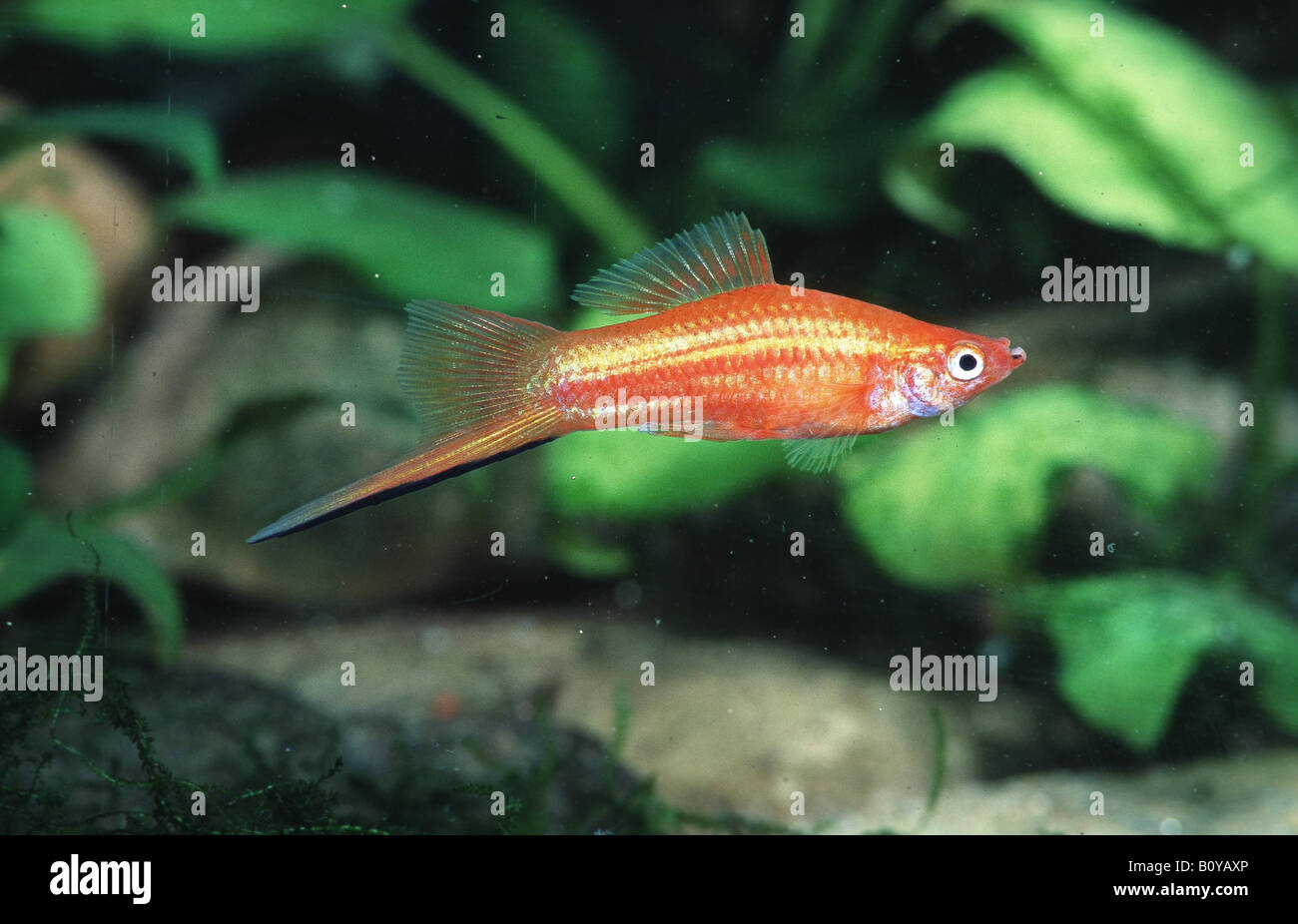 green swordtail (Xiphophorus helleri). Stock Photo