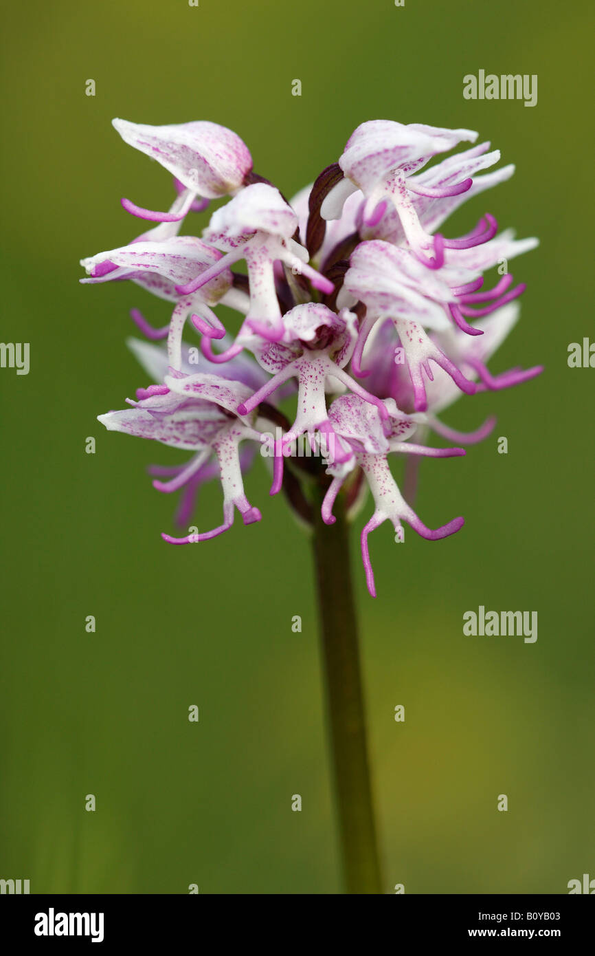 'Monkey Orchid' [Orchis simia], wild flower growing in field, 'close up' detail against 'green background', England, UK Stock Photo