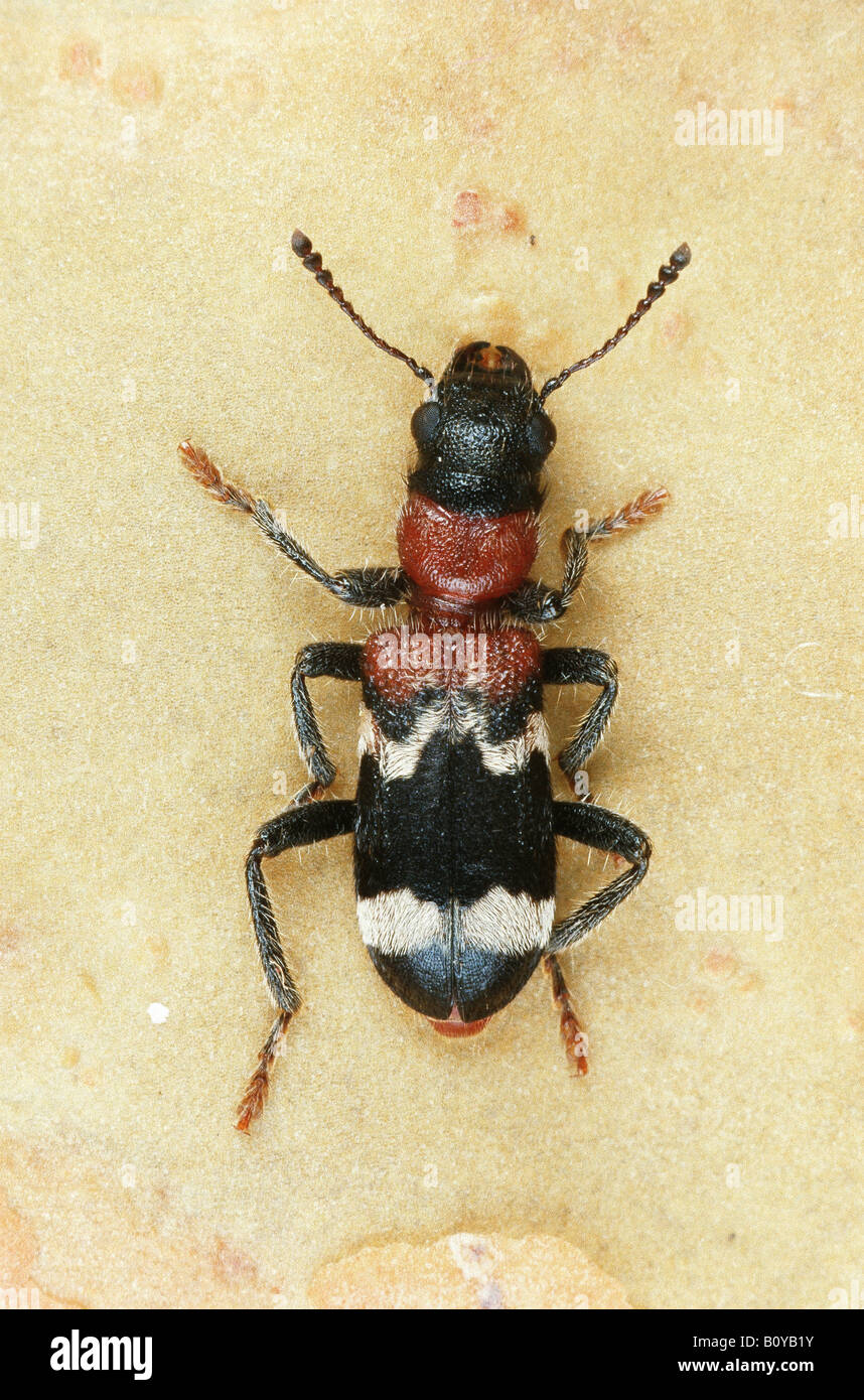 ant beetle (Thanasimus formicarius). Stock Photo