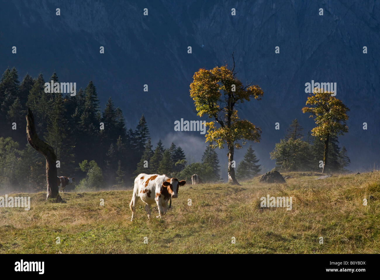 Austria, Tirol, Karwendel, Cows on meadow Stock Photo