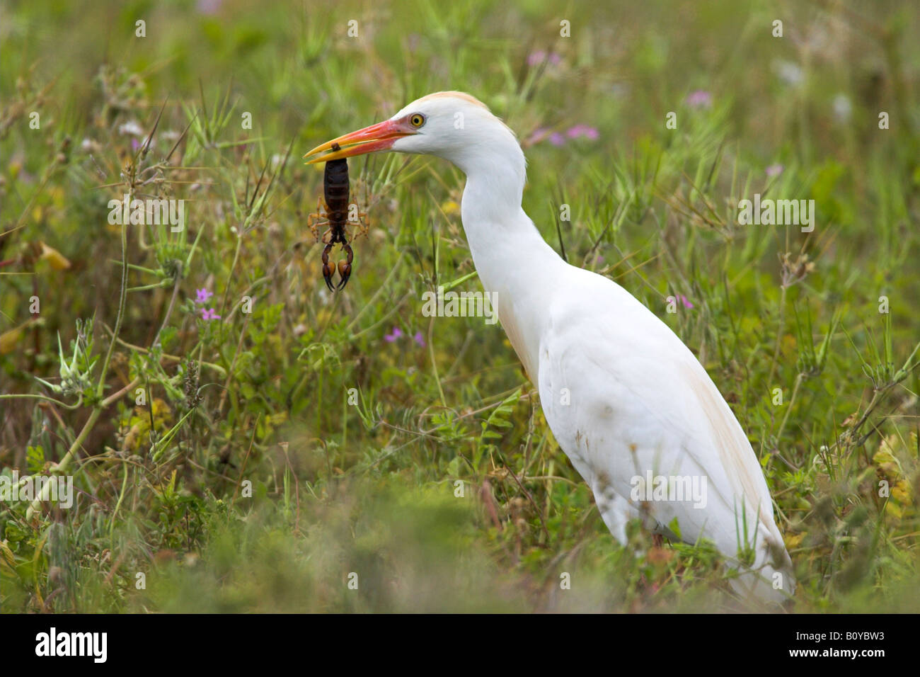 cattle egret, buff-backed heron (Ardeola ibis, Bubulcus ibis), eating a scorpion, South Africa, Cape Province Stock Photo