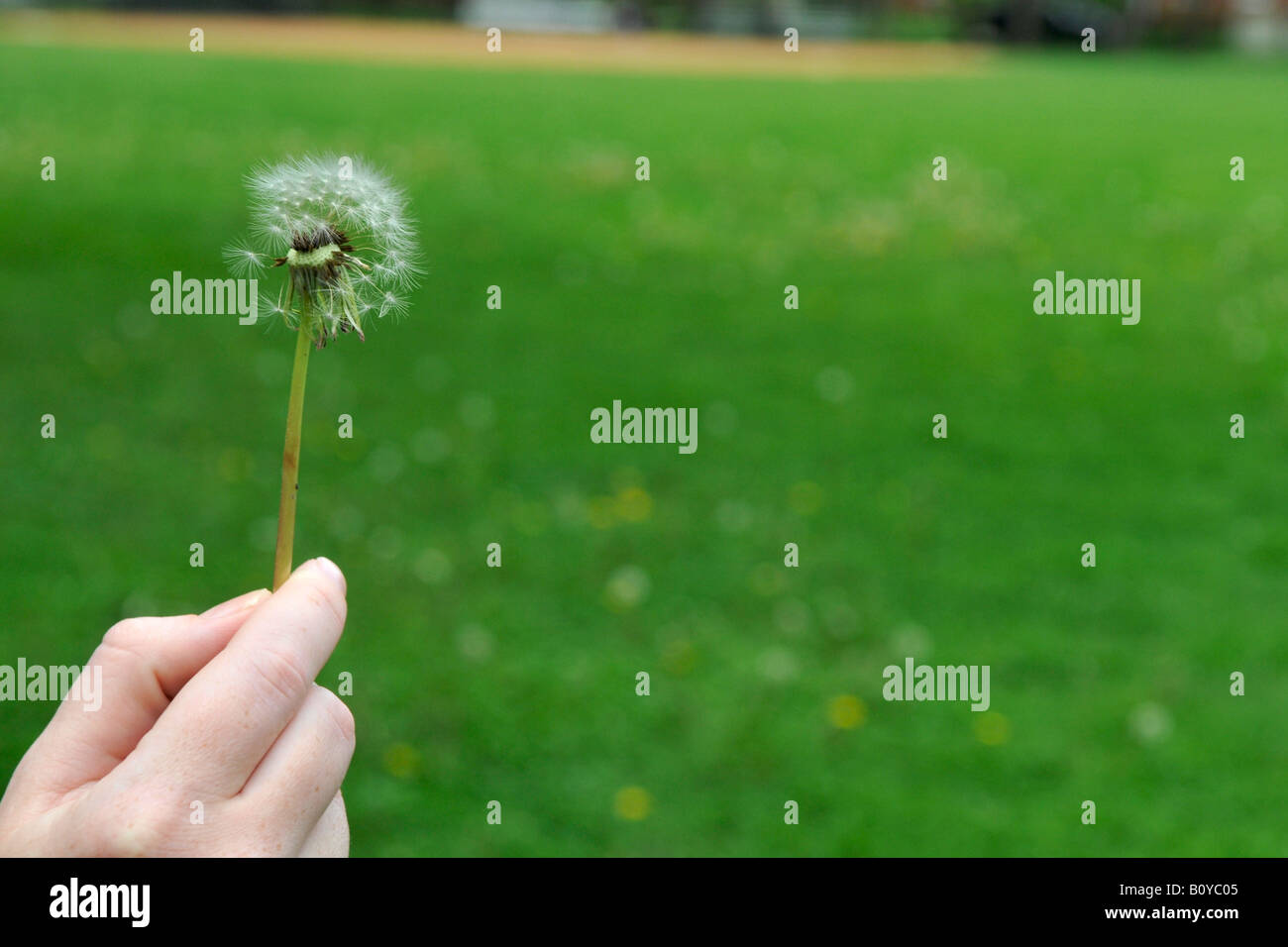 blowing dandelion seeds in