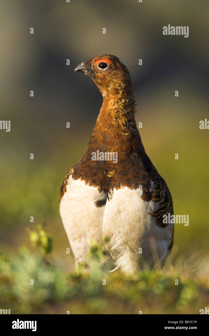 Lapland willow hires stock photography and images Alamy