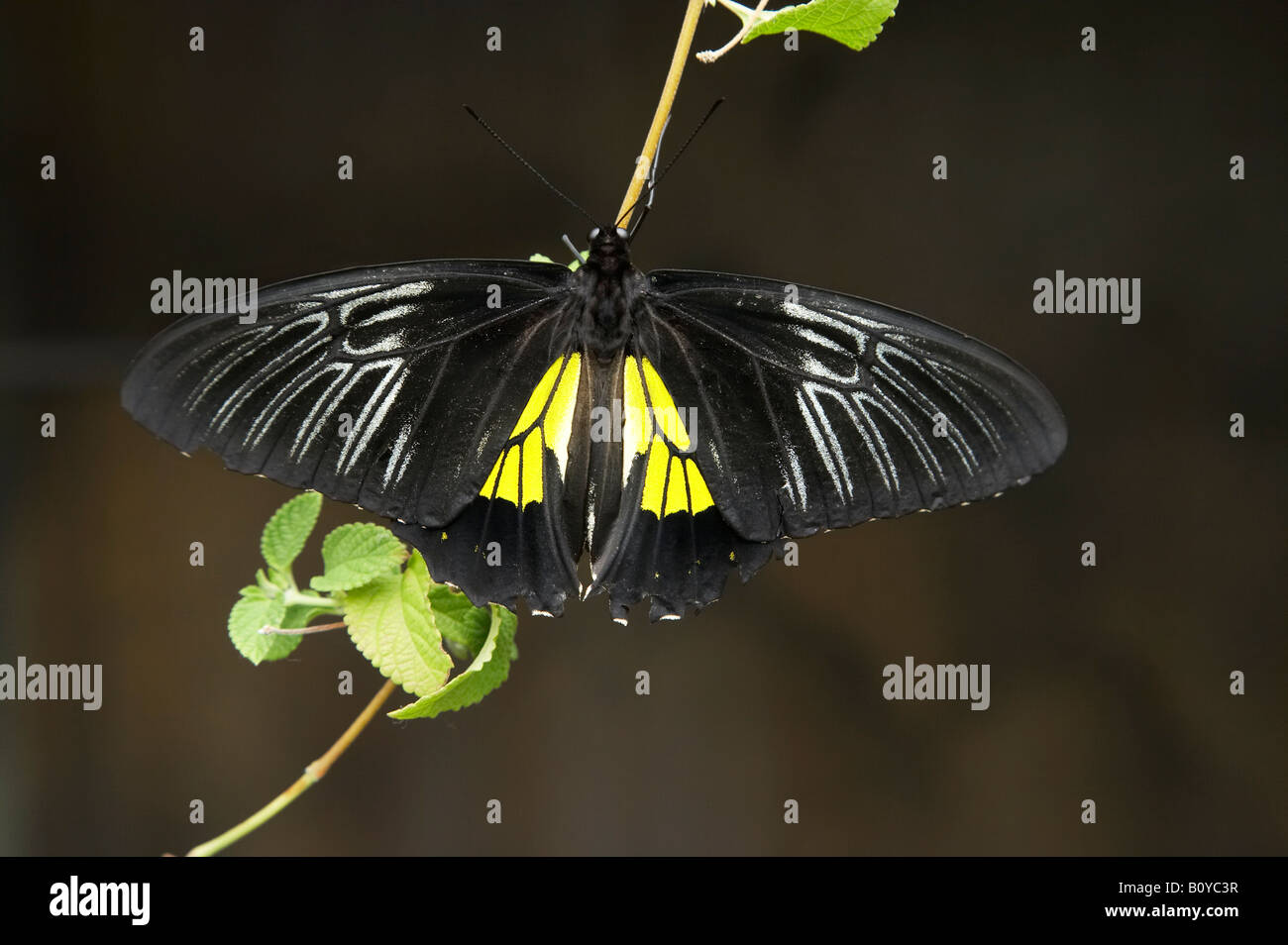 Butterfly Tropical Butterfly House Otago Museum Dunedin South Island