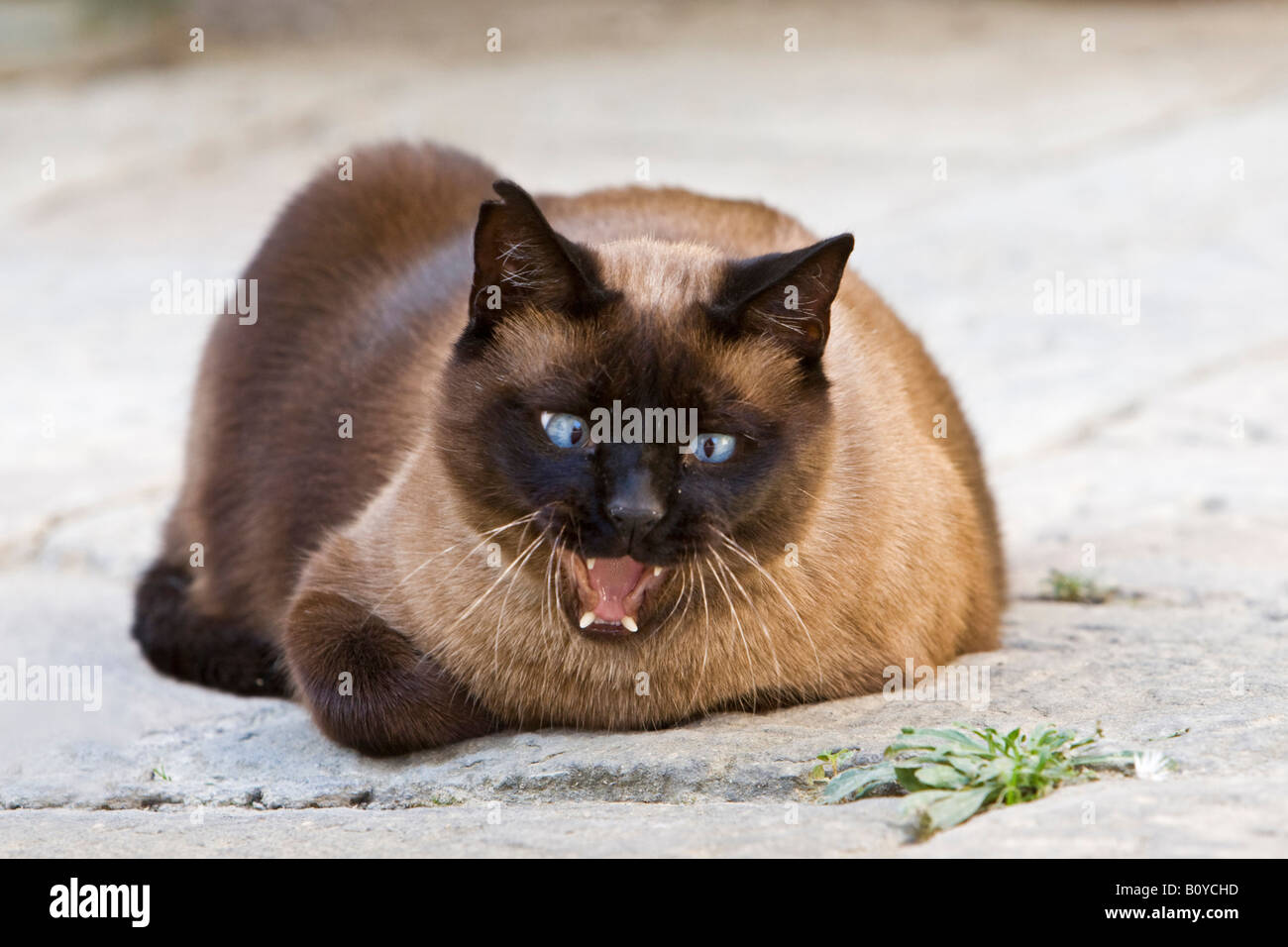 Siamese cat yawning, portrait Stock Photo