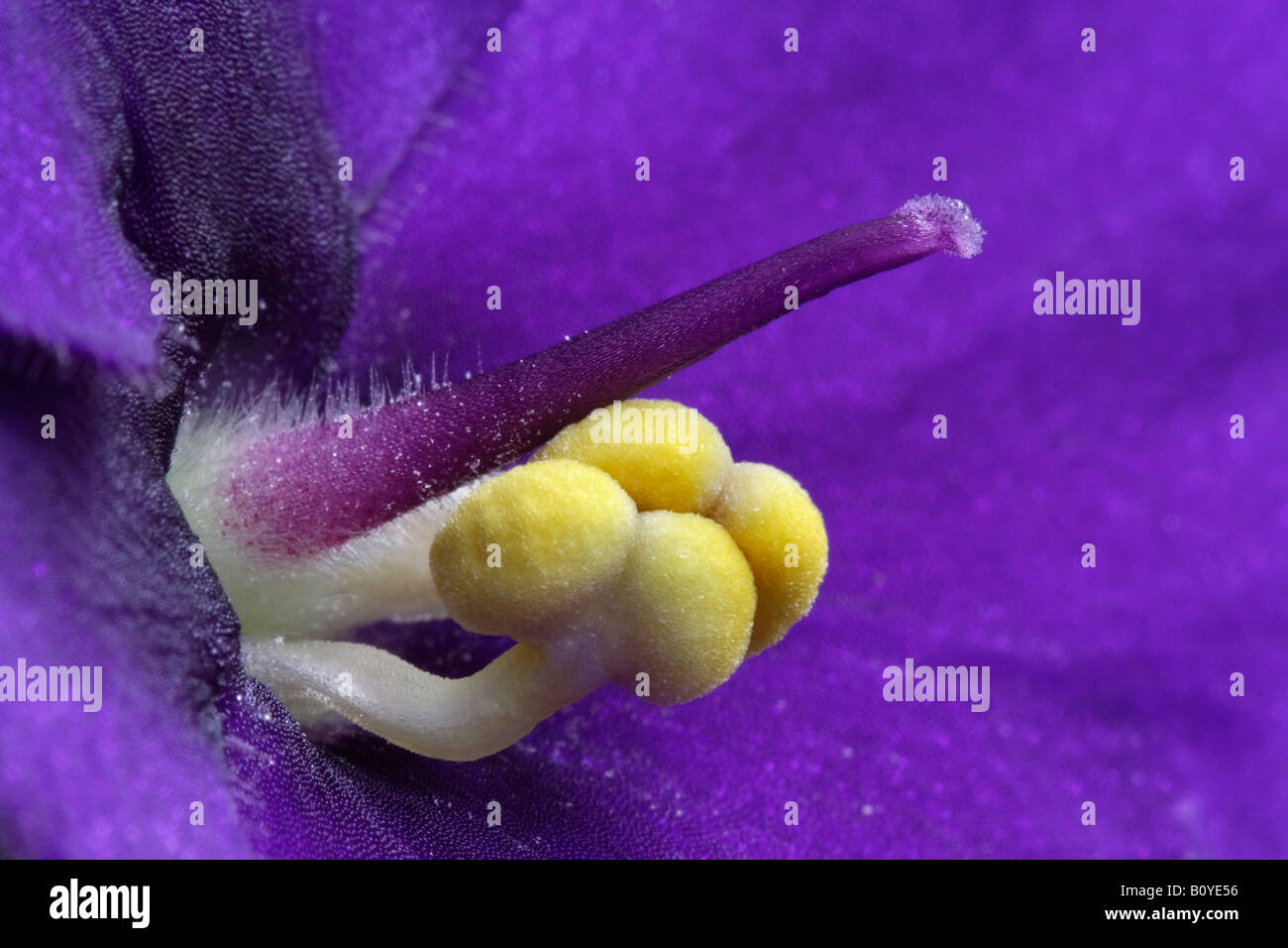 African violet (Saintpaulia ionantha), closeop of the stigma and the stamens Stock Photo