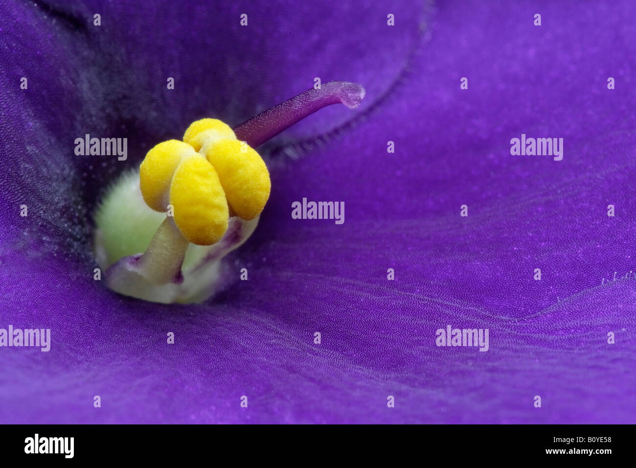 African violet (Saintpaulia ionantha), closeop of the stigma and the stamens Stock Photo