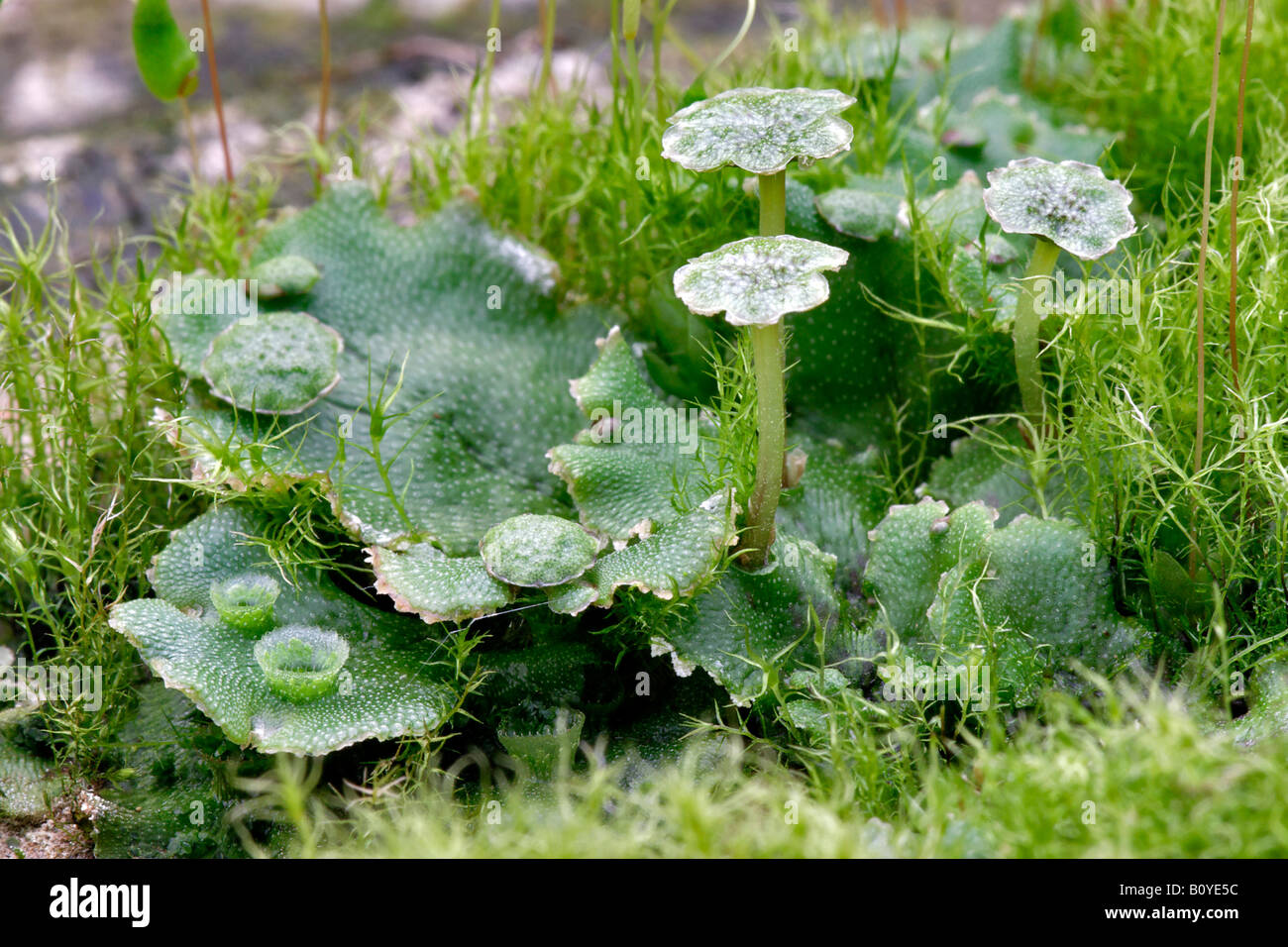 liverwort (Marchantia polymorpha), reproduction organs, Germany, North Rhine-Westphalia Stock Photo
