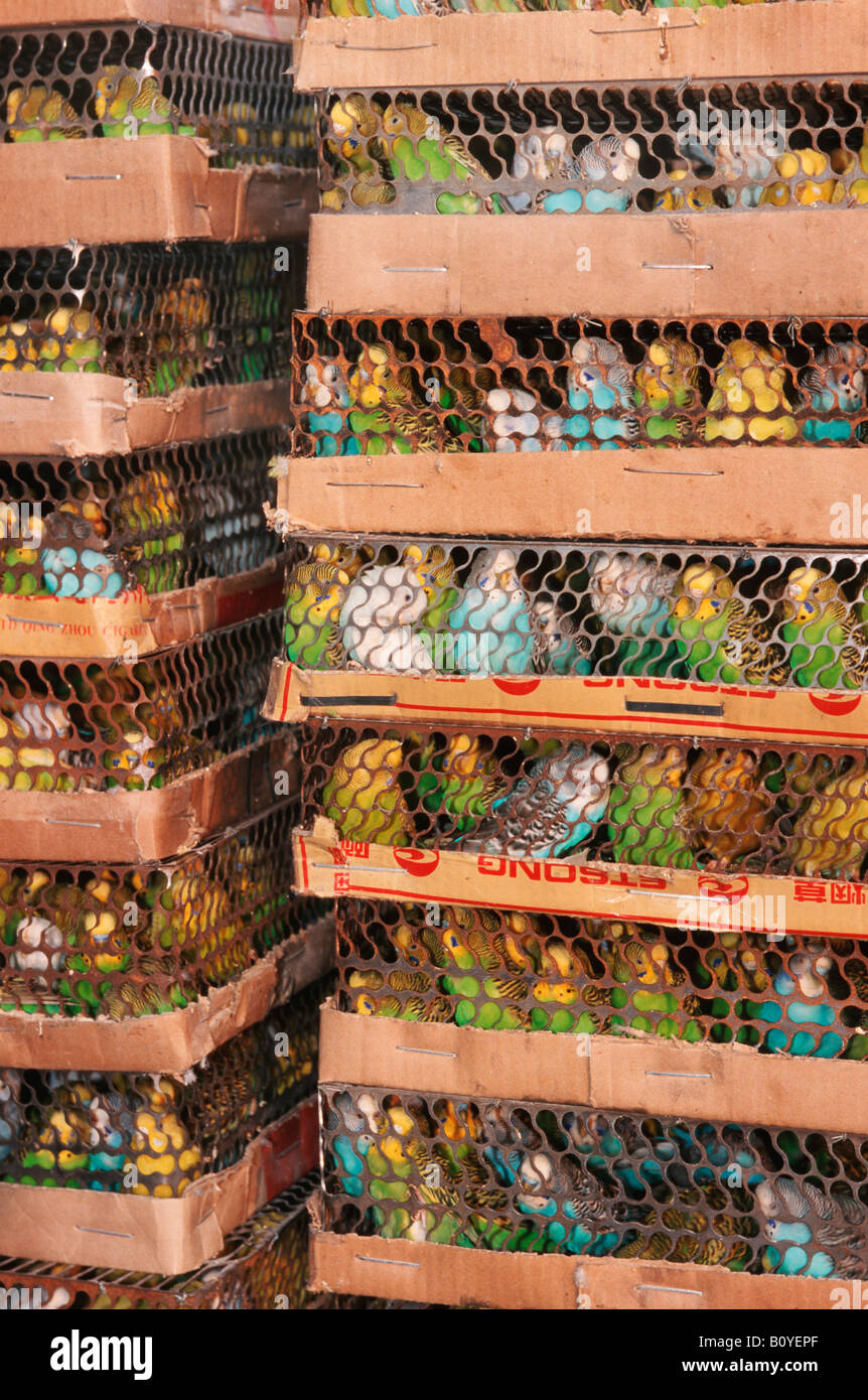 budgerigar, budgie, parakeet (Melopsittacus undulatus), masses of budgies in cages at market, China, Beijing Stock Photo