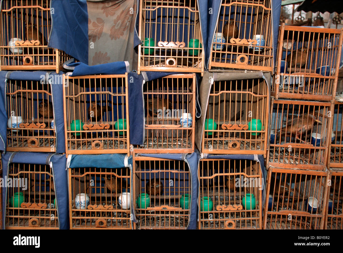 birds in cages at bird market, China, Beijing Stock Photo Alamy